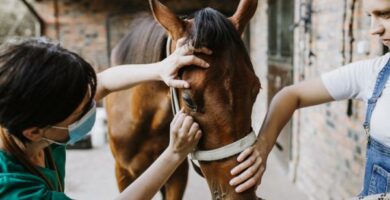 Hevosen aivotulehdus oireet ja hoito