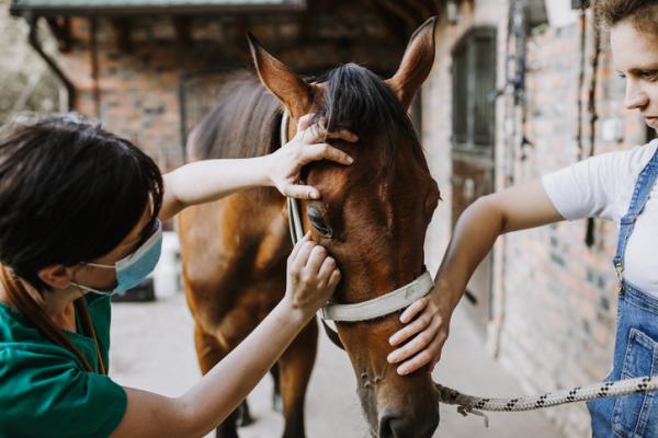 Hevosen aivotulehdus oireet ja hoito