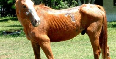 Hevosen tarttuva anemia tartunta oireet ja hoito