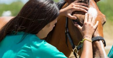 Hevosen virusarteriitti oireet ja hoito
