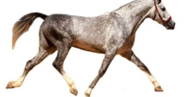 Hispano arabi hevonen