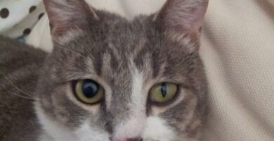 Hornerin oireyhtyma kissoilla syyt ja hoito
