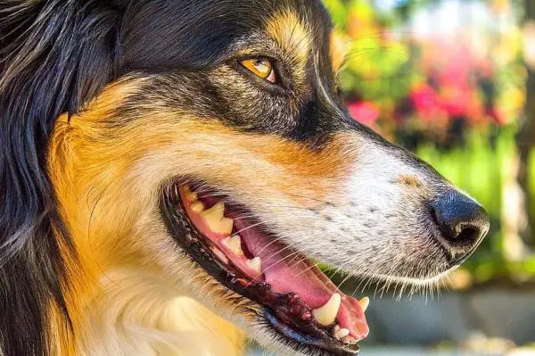 Huono hengitys koirilla syyt oireet ja hoito