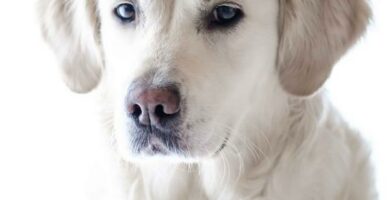 Hypertrofinen kardiomyopatia koirilla oireet ja hoito