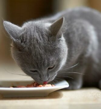 Hypoallergeeninen ruokavalio kissoille