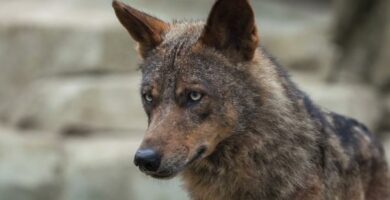 Iberian susi Canis lupus signatus