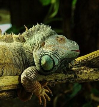 Iguana lemmikkina