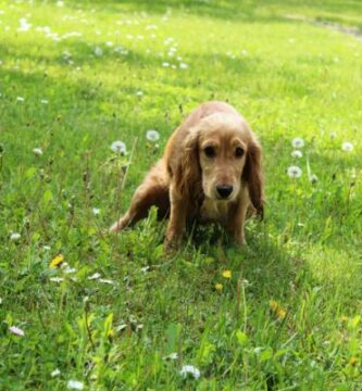 Infeccion urinaria en perros Causas sintomas y tratamiento