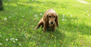 Infeccion urinaria en perros Causas sintomas y tratamiento