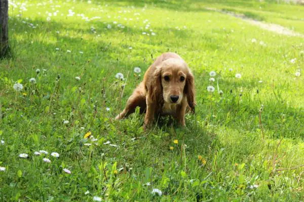 Infeccion urinaria en perros Causas sintomas y tratamiento