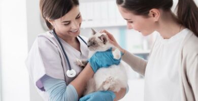 Interferoni kissoille hinta annostus ja sivuvaikutukset