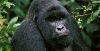 Itainen gorilla