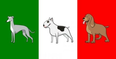 Italialaiset koirien nimet uroksille ja naaraille