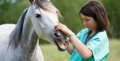 Ivermektiini hevosille annostus ja kaytto