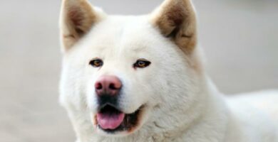 Japanilaiset koirarodut jotka sinun pitaisi tietaa