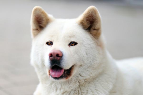 Japanilaiset koirarodut jotka sinun pitaisi tietaa