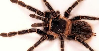 Jattilainen tarantula