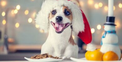 Joulun reseptit koirille
