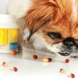 K vitamiini koirille annostus ja kayttotavat