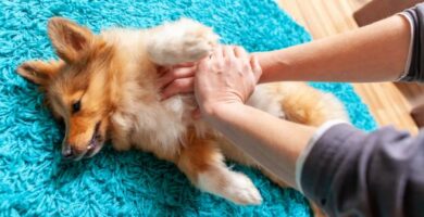 Kardiopulmonaalinen elvytys koirilla CPR miten se tehdaan