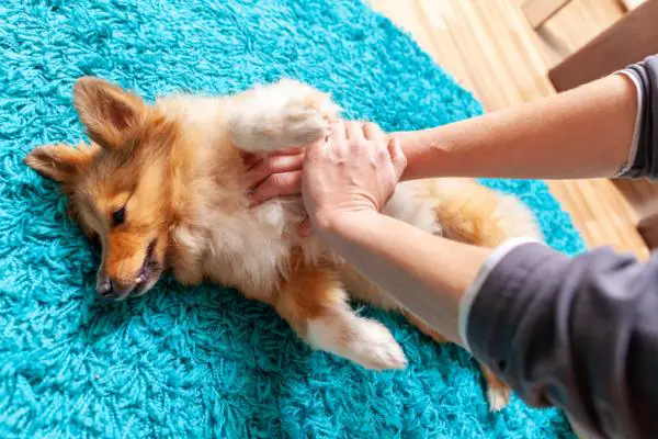 Kardiopulmonaalinen elvytys koirilla CPR miten se tehdaan