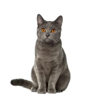 Kartuusilainen tai chartreux kissa