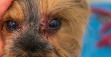 Ketokonatsoli koirille annostus kaytto ja sivuvaikutukset