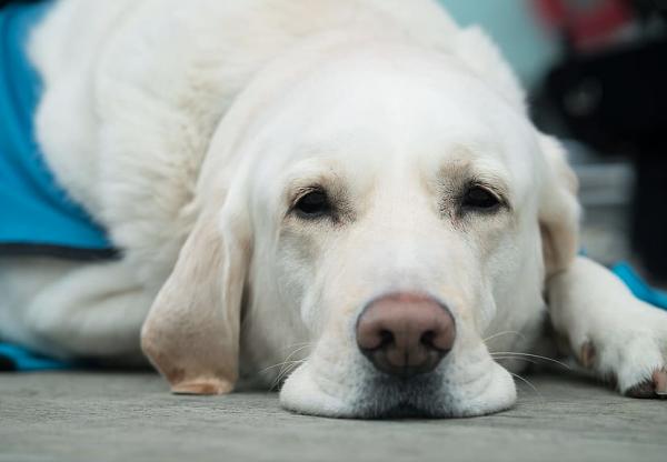 Keuhkofibroosi koirilla oireet ja hoito