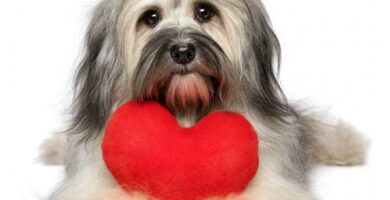 Keuhkojen ahtauma koirilla oireet ja hoito