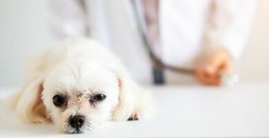 Keuhkomato koirilla oireet ja hoito