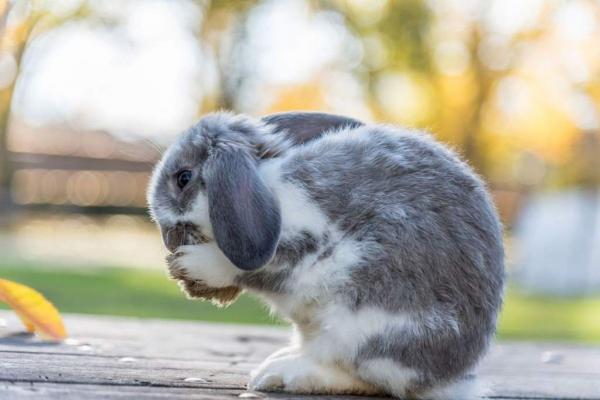 Kirput kaneilla kuinka tunnistaa ja poistaa ne