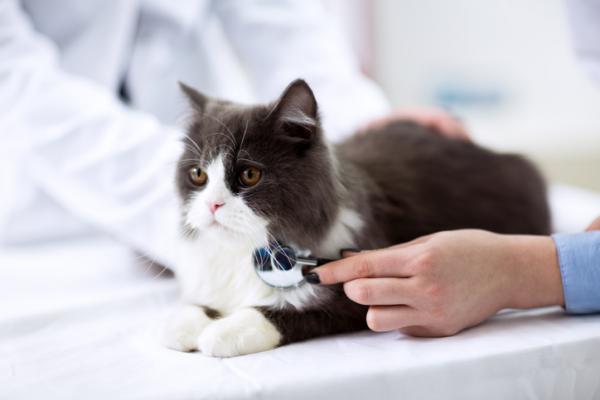 Kissan aids Tartunta oireet ja hoito