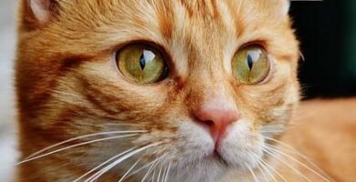 Kissan hypertrofinen kardiomyopatia oireet ja hoito