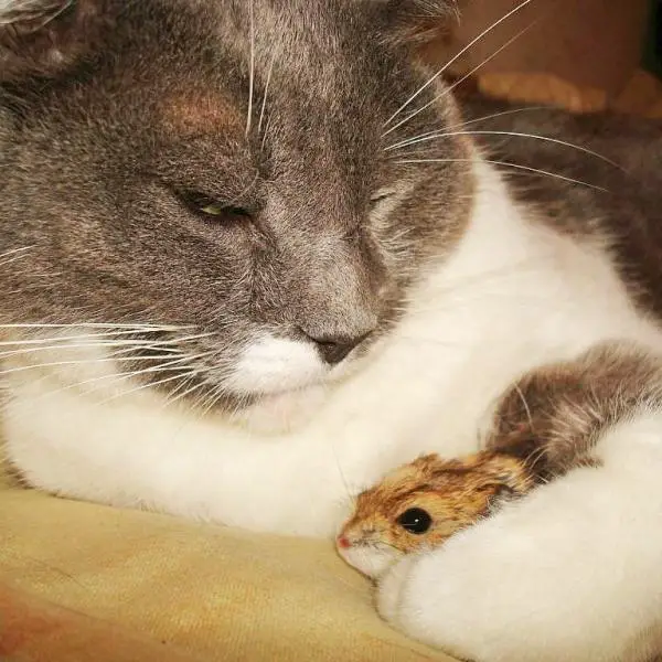 Kissan ja hamsterin valinen rinnakkaiselo