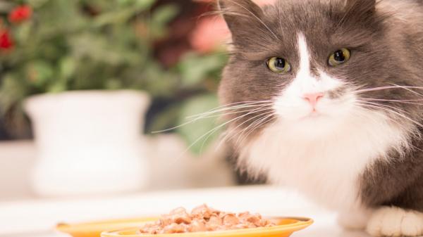 Kissan ruoka allergia oireet ja hoito