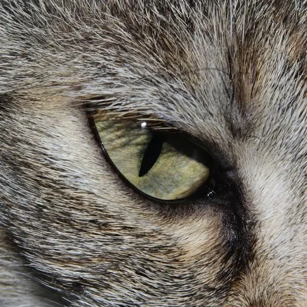 Kissan silmien puhdistus