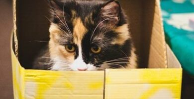 Kissan virtsatulehdus oireet hoito ja ehkaisy