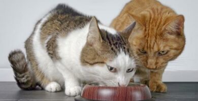 Kissani syo toisen kissan ruokaa miksi ja mita tehda