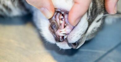Kissojen hammasongelmat