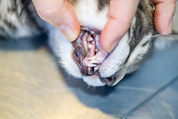 Kissojen hammasongelmat