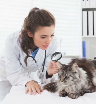 Kissojen loiset Oireet hoito ja tartunta