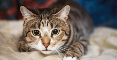 Kissojen valittamat sairaudet ja niiden oireet