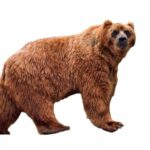 Kodiak karhu
