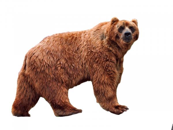 Kodiak karhu