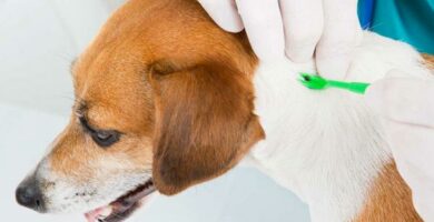 Koiran babesioosi oireet tartunta ja ehkaisy