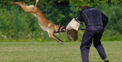 Koiran koulutus puolustukseen ja hyokkaykseen