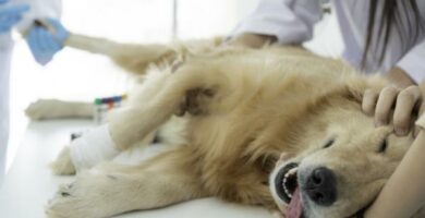 Koiran pyometra syyt oireet ja hoito