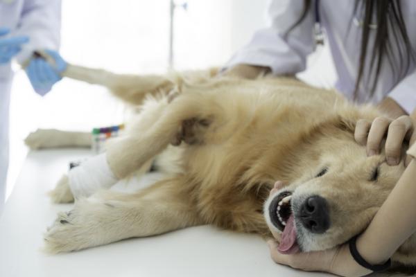 Koiran pyometra syyt oireet ja hoito