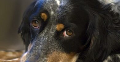 Koirien laajentunut kardiomyopatia oireet ja hoito