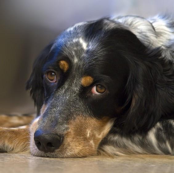 Koirien laajentunut kardiomyopatia oireet ja hoito